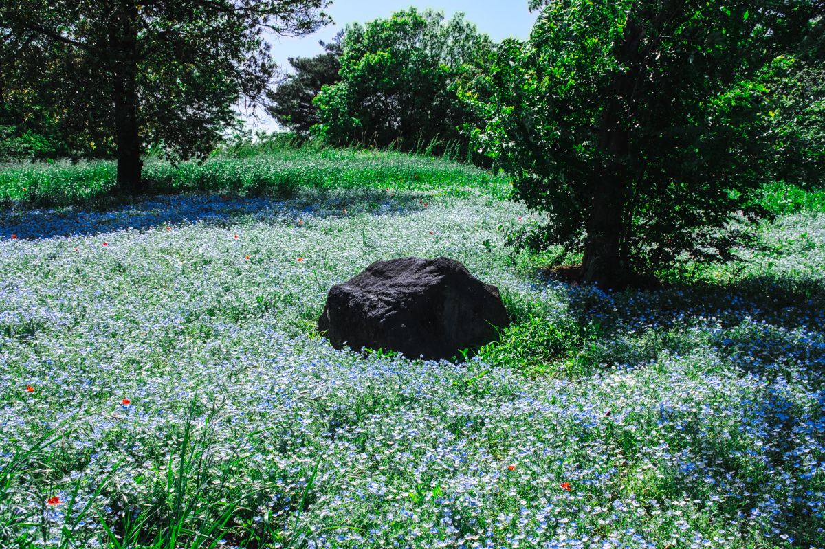 昭和記念公園　モネフィラ